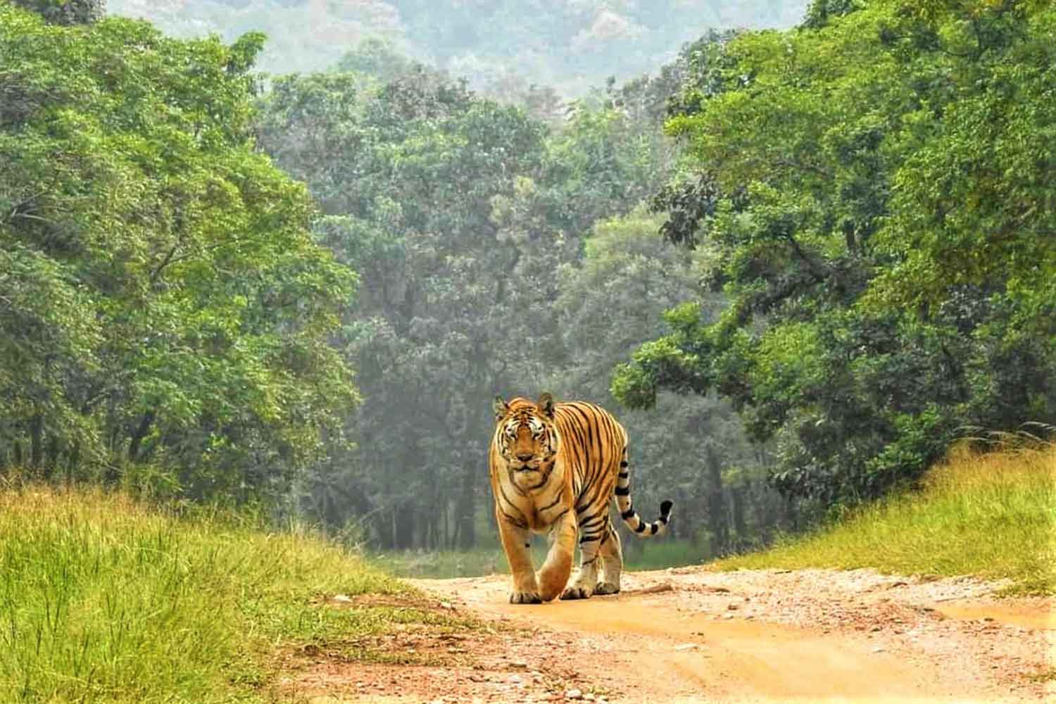 Tiger Safari
